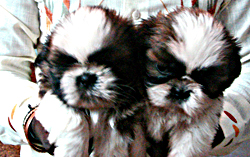 Male Pups